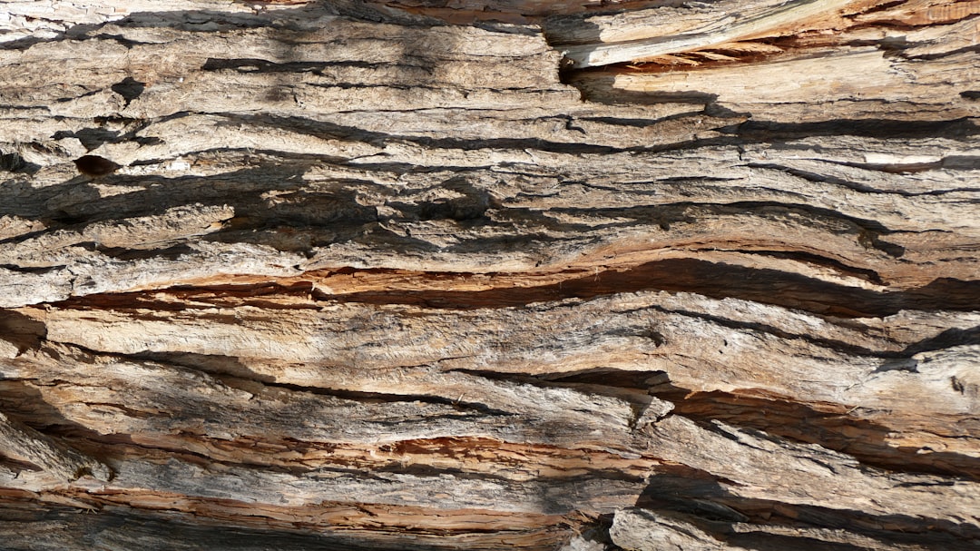 Drywood Termite Treatment: How to Confirm an Infestation and Choose the Right Approach