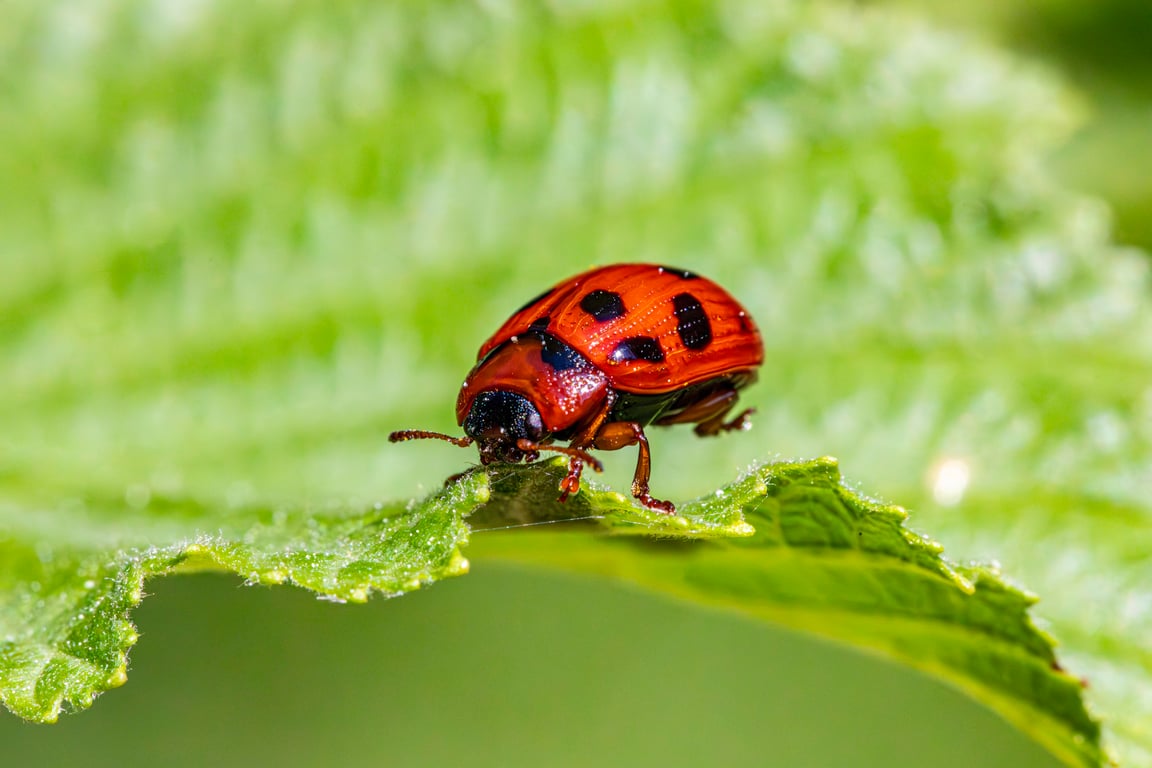 pest control technician inspection