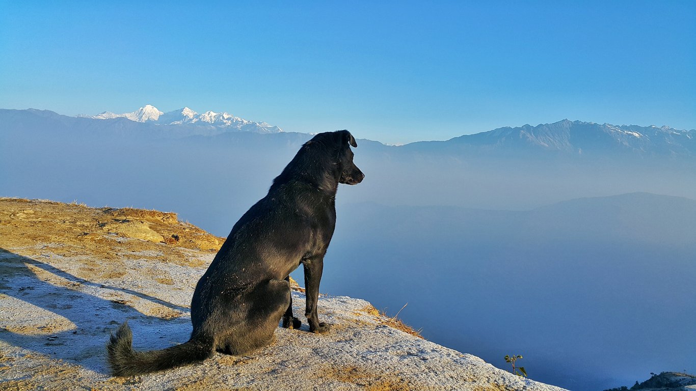How to Find a USDA Accredited Veterinarian Near Me for Pet Travel Paperwork