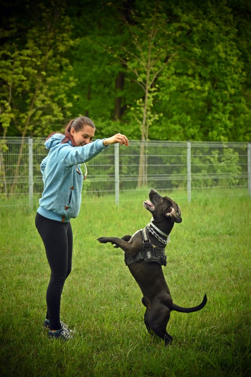 psychiatric service dog training