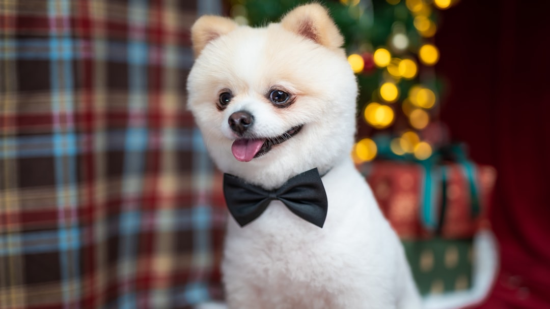 Best Dog Groomer Near Me: How to Choose Safe, Skilled Local Care