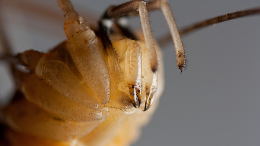Termite Prevention Cost: What Homeowners Should Budget Before Damage Starts