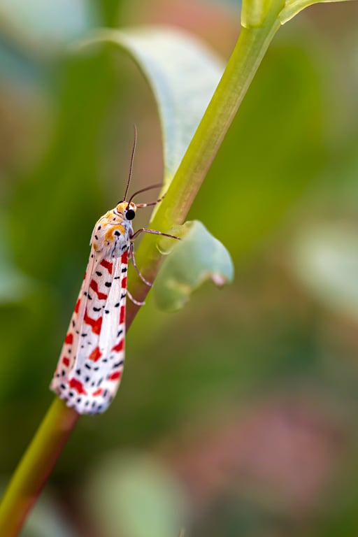 clothes moth damage