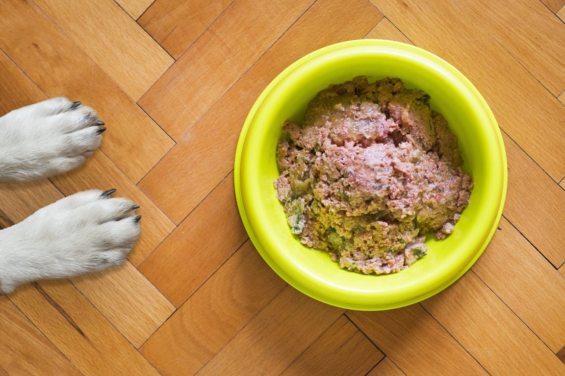 dog eating wet food bowl