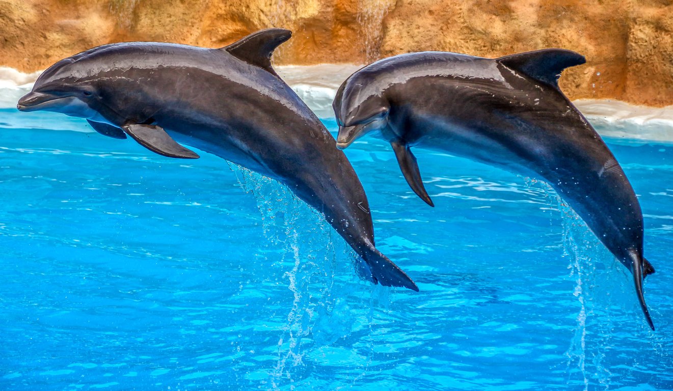 Dolphin Sigma robotic pool cleaner