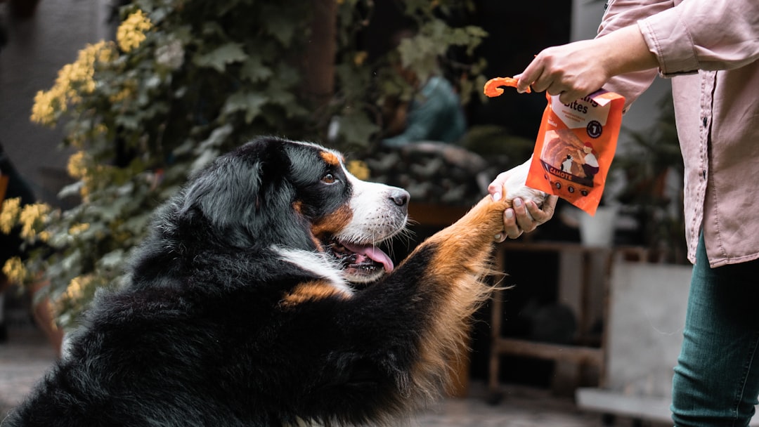 Natural Dog Treats: How to Choose Simple, Safe Ingredients