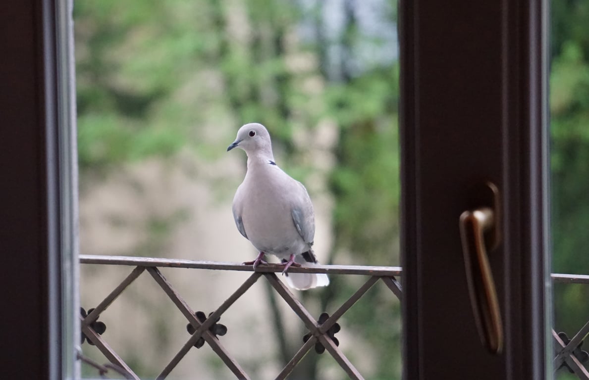 bird exclusion netting balcony