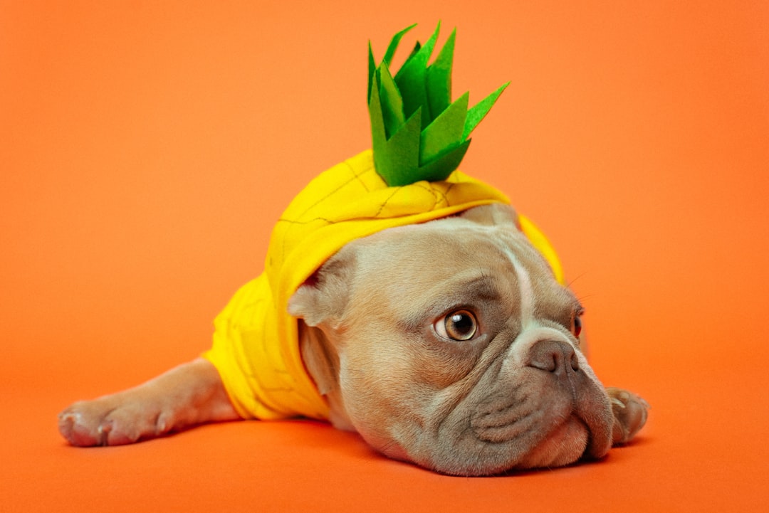 PetSmart Puppy Training: What New Dog Owners Should Know Before Enrolling
