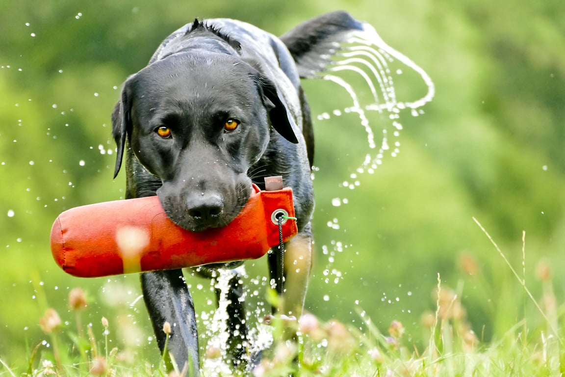 PetSmart dog training class