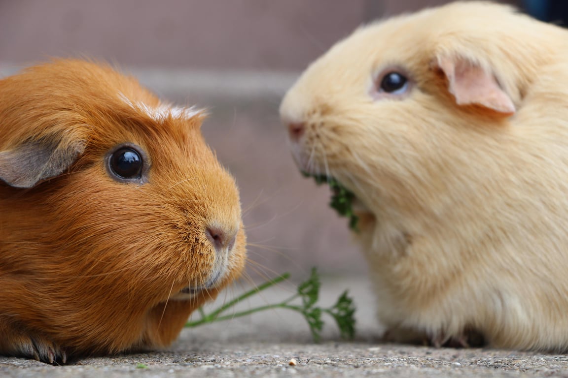 rodent inspection