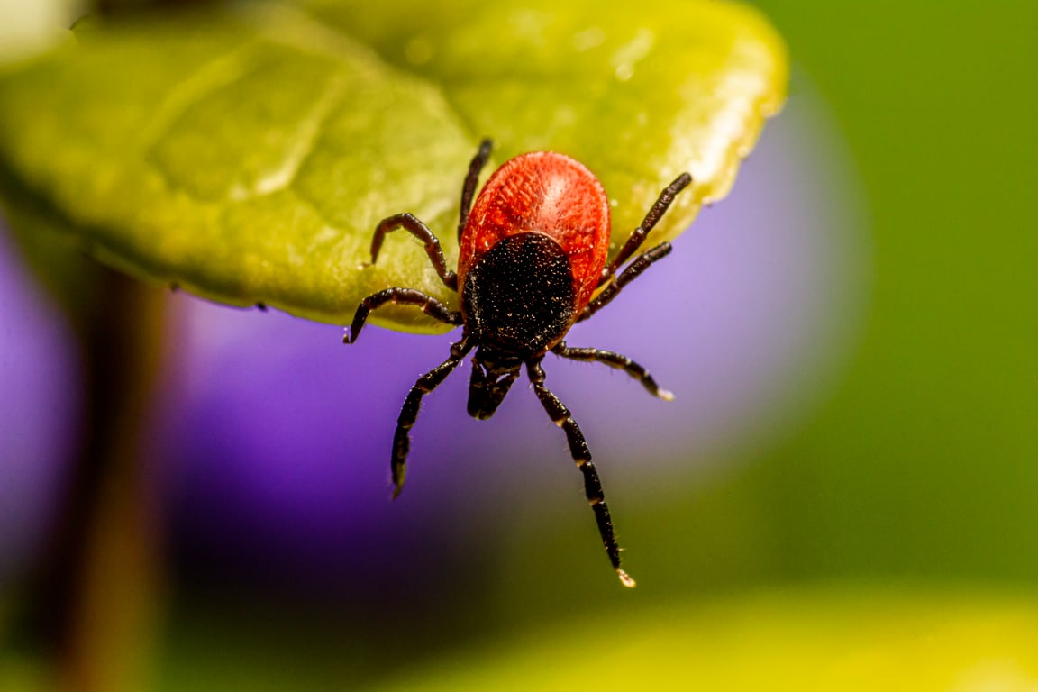 backyard tick treatment