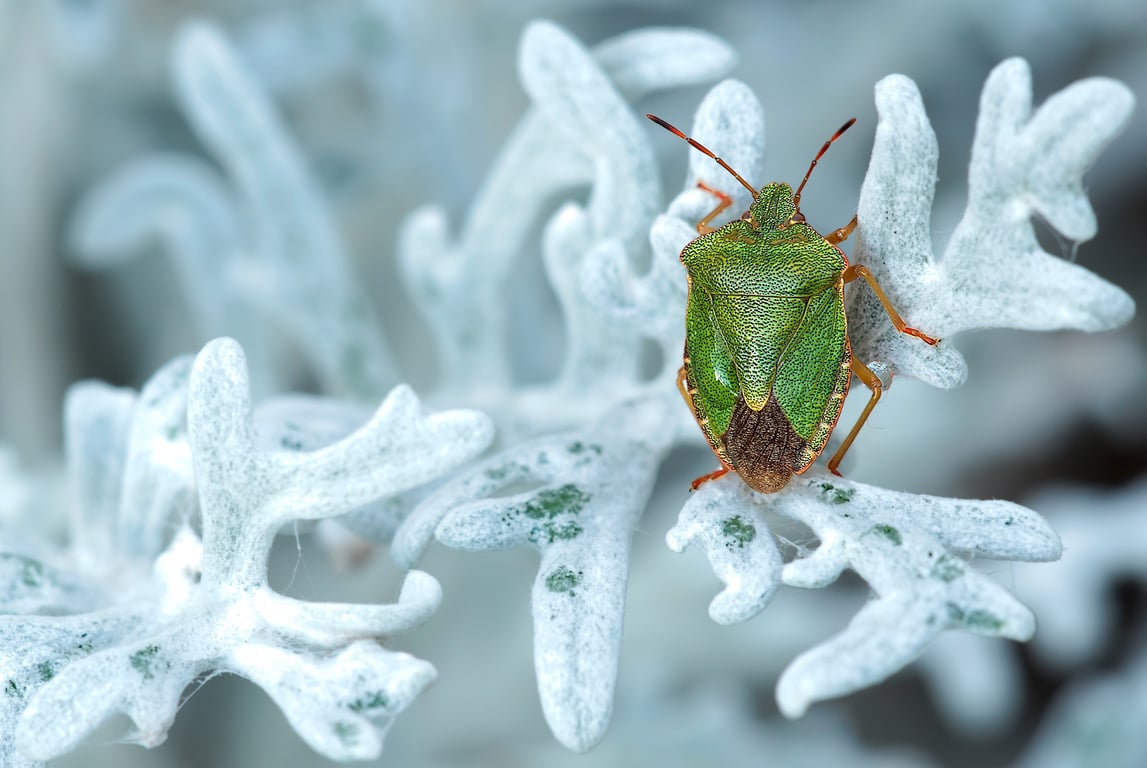 bed bug heat treatment