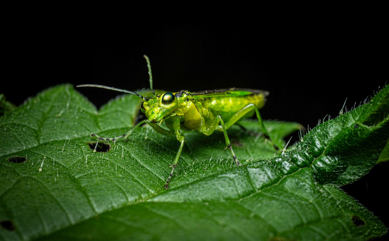 household pest identification