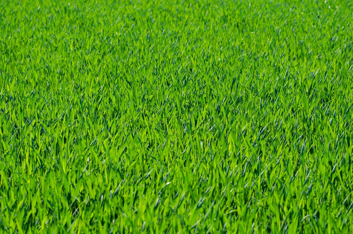 lawn care technician treating grass