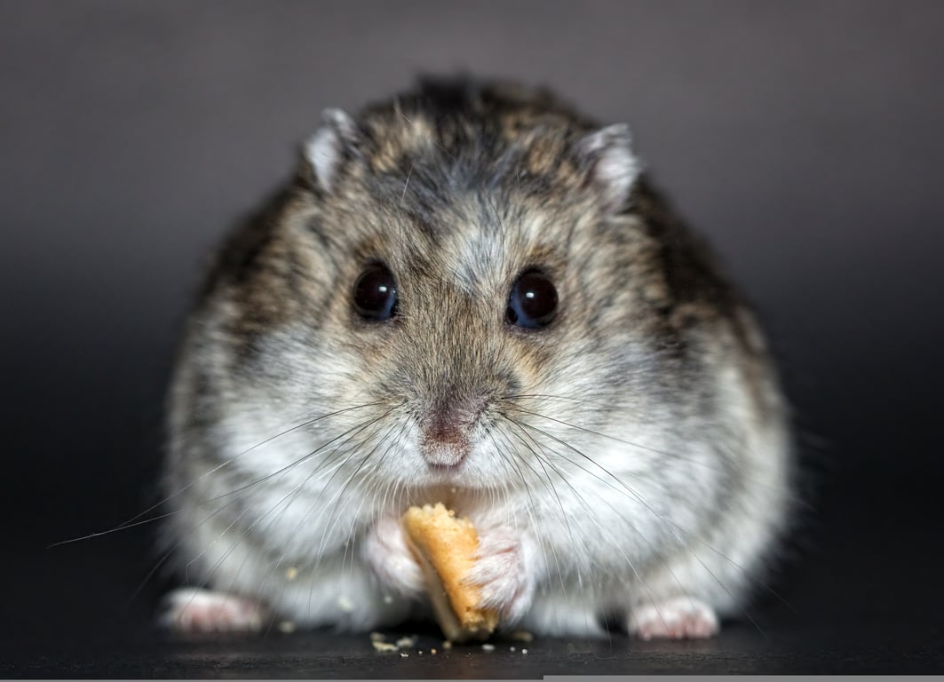 rodent bait station
