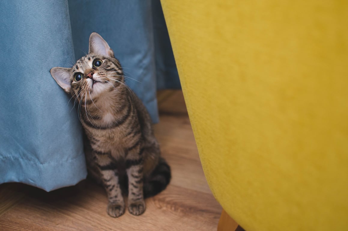 dog and cat pet insurance