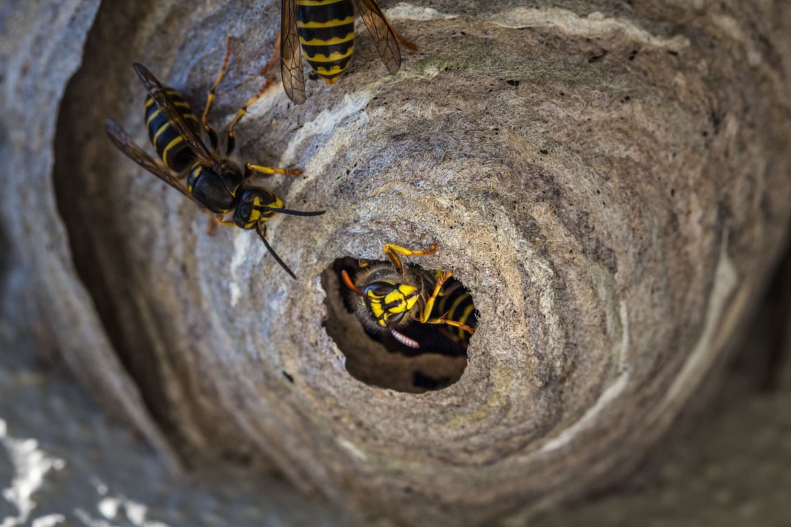 wasp nest under roof eaves