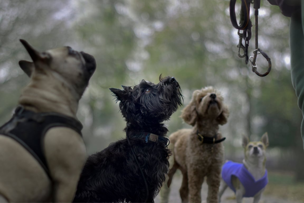 dog harness training