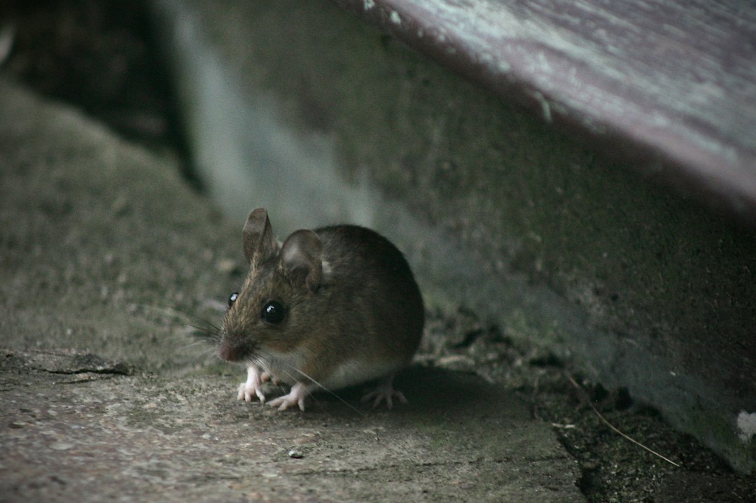 Rodent Pest Control Near Me: What to Look for Before You Hire