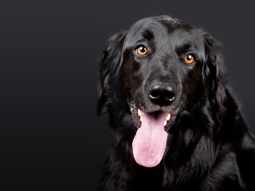 veterinary clinic dog