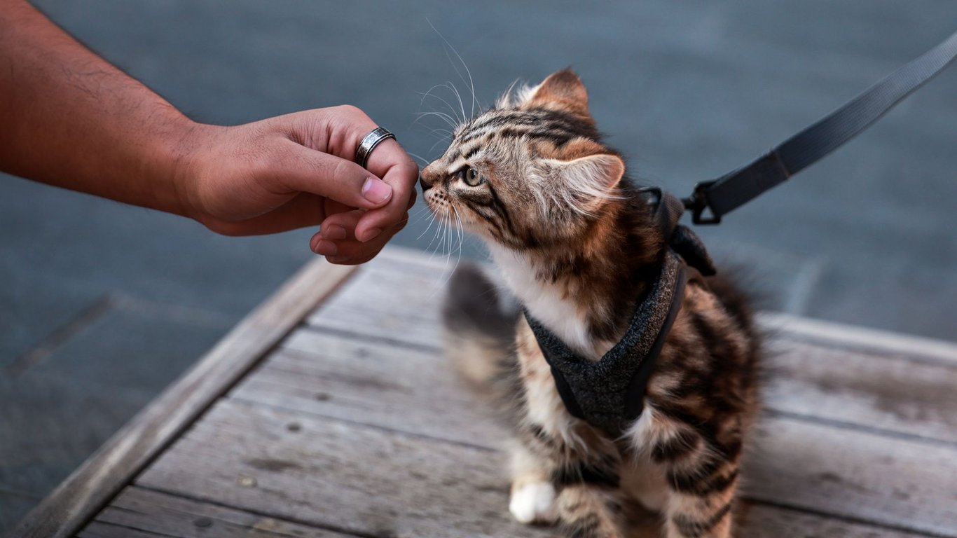 Gourmet Cat Food: How to Choose Indulgent Meals That Still Meet Nutritional Needs