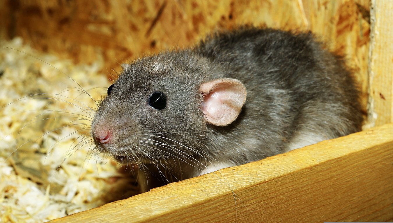 rat control inspection