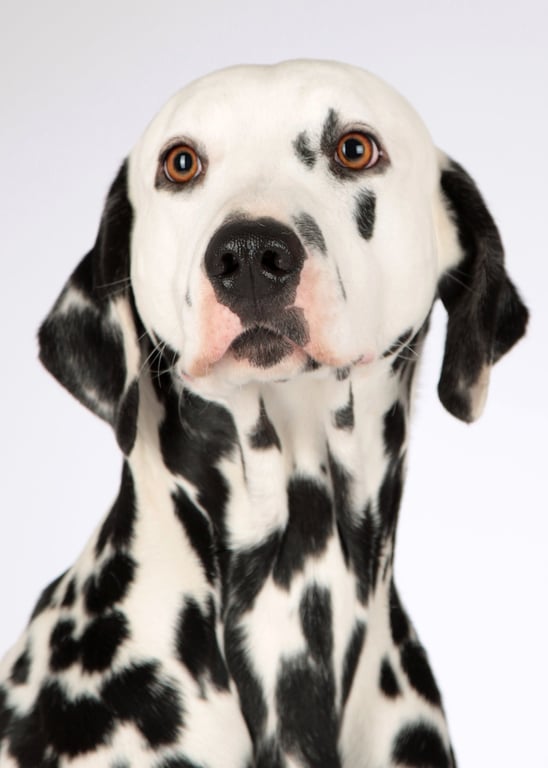 veterinarian examining dog