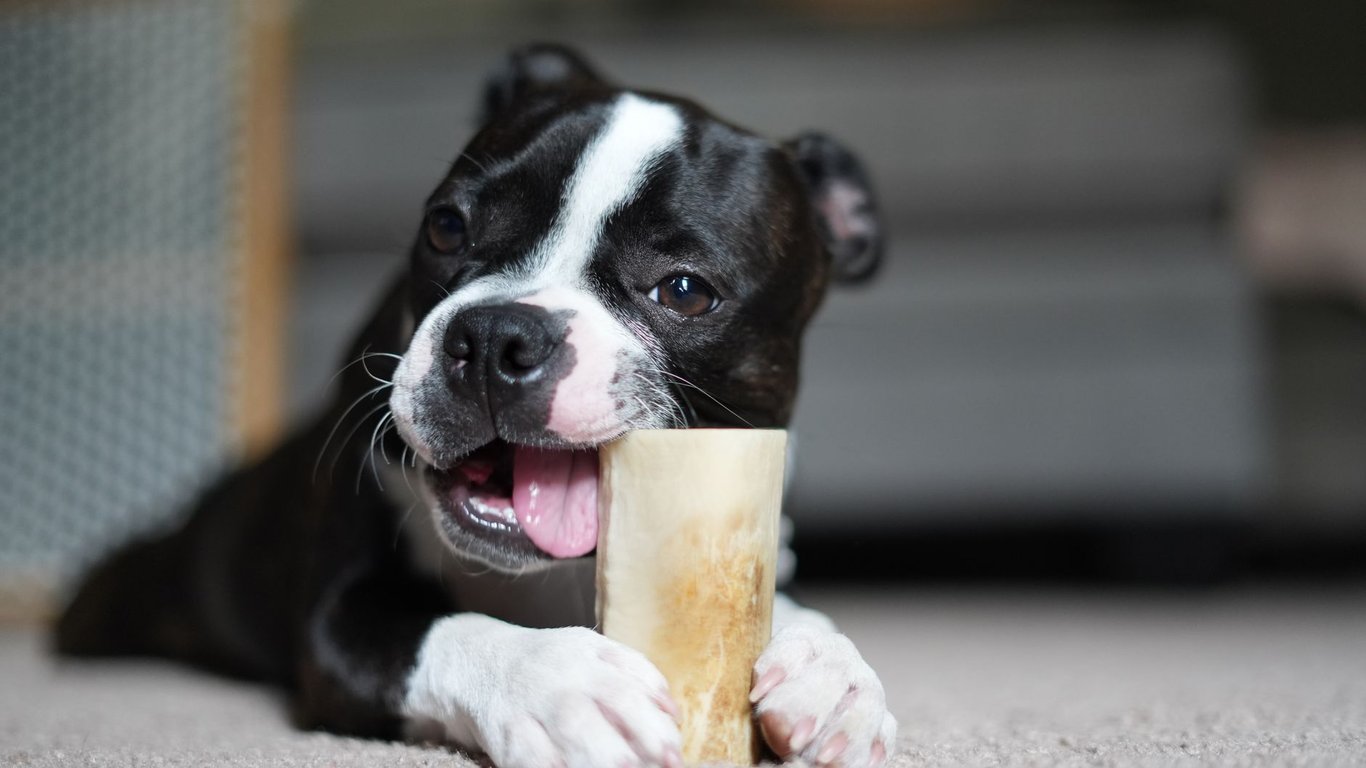 Pet Food Express Near Me: How to Choose the Right Local Store for Your Pet