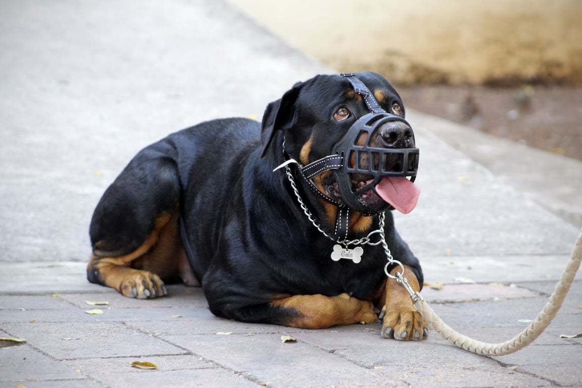 dog at veterinarian