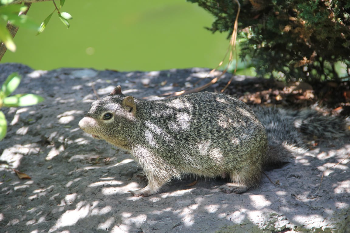 squirrel in attic