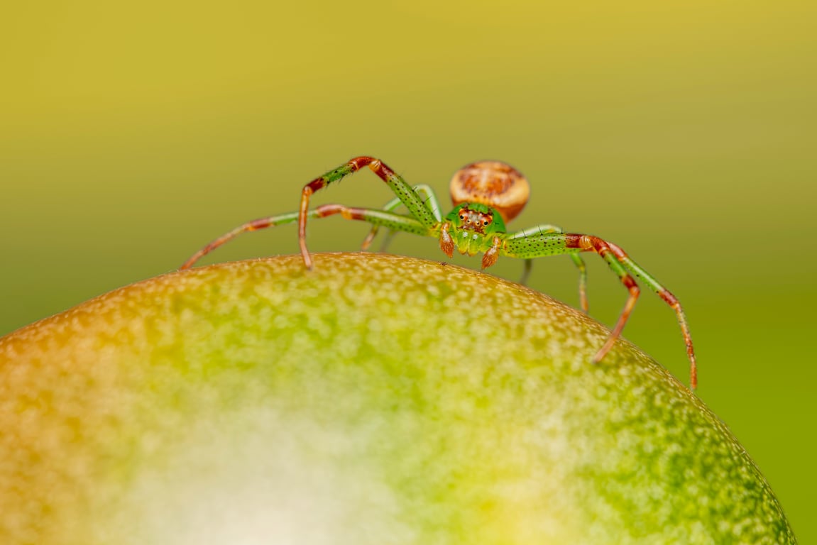 spider on wall close-up