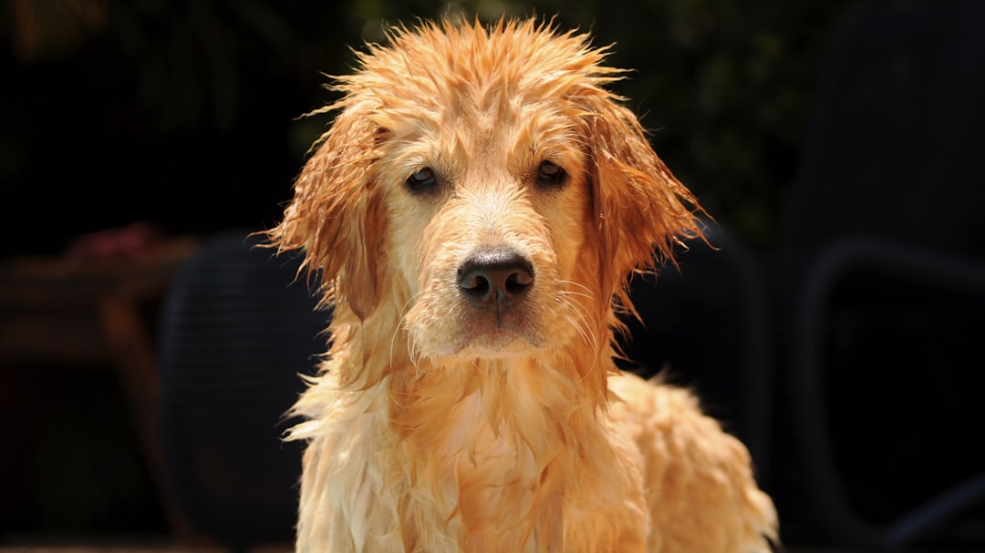 Dog Spa Services: What Your Dog Needs and What to Skip