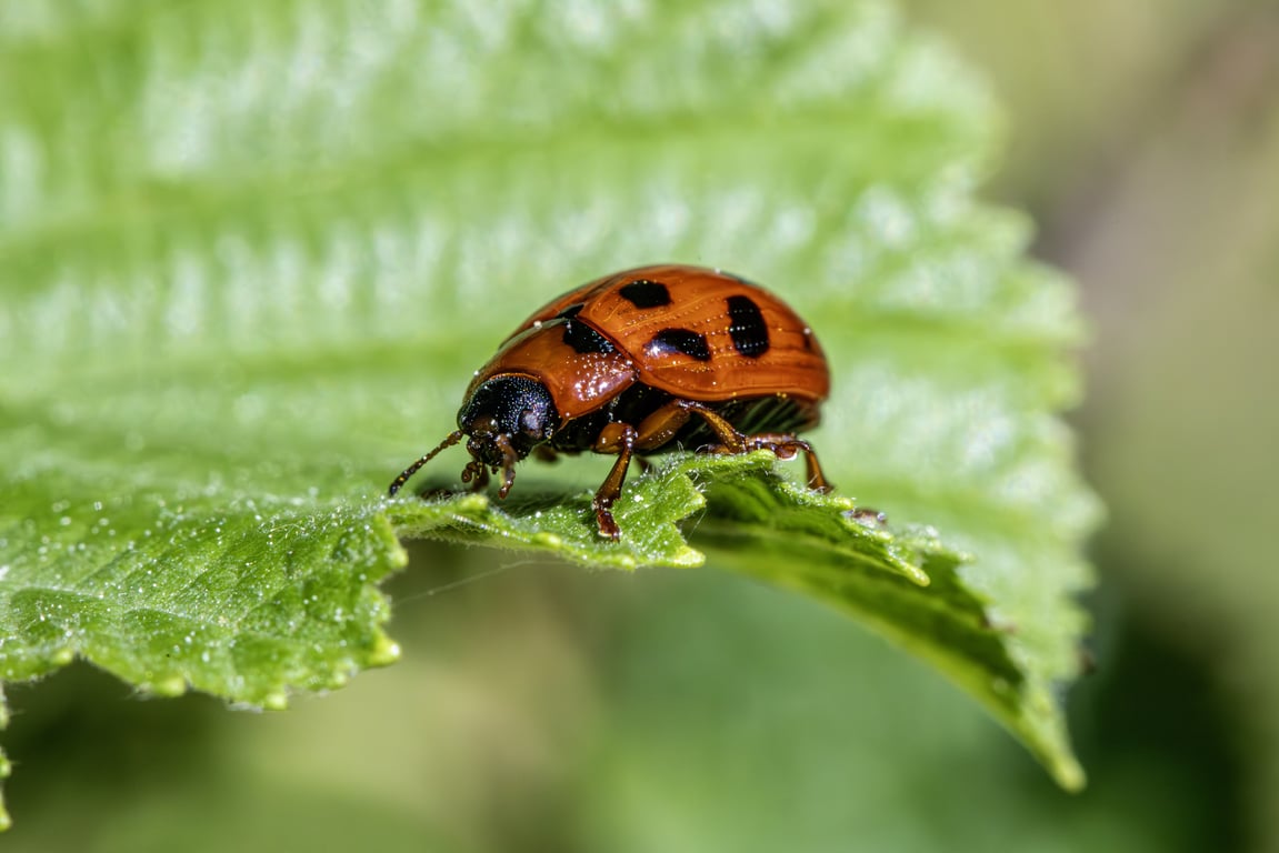 pest control technician inspection