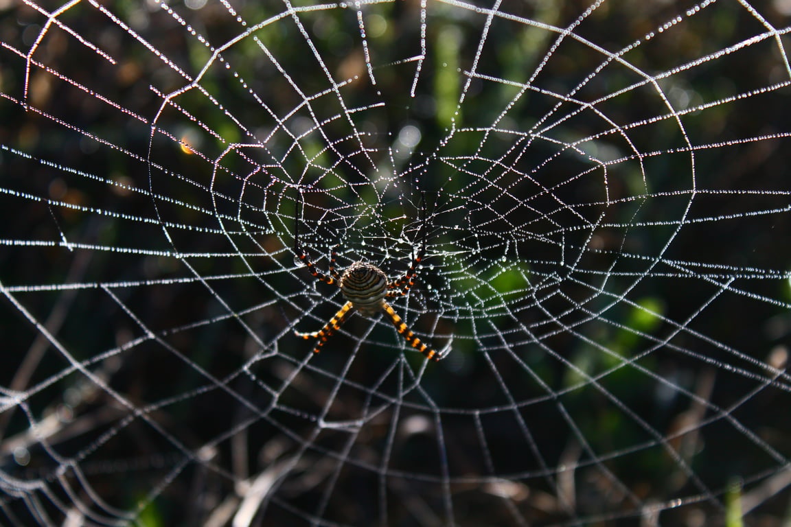 spider on web