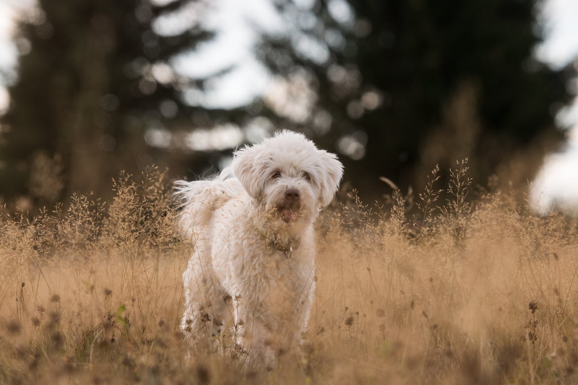 dog behavior training consultation