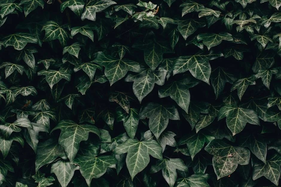 Image describing Top 7 Proven Hedera NFT Marketplace Tips for 2026?
