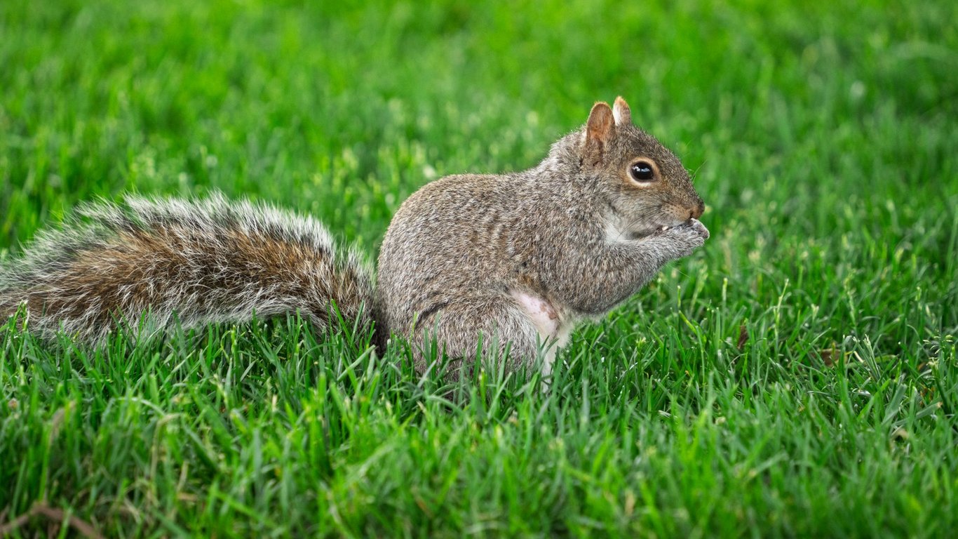 Terminix Rodent Control: What Homeowners Should Ask Before Booking Service