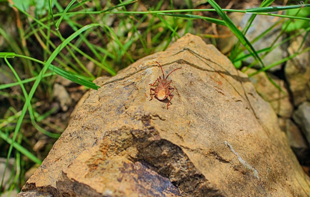 pest control technician home inspection