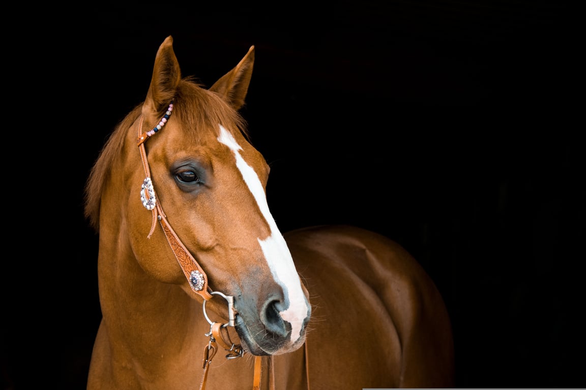 horse trailer repair