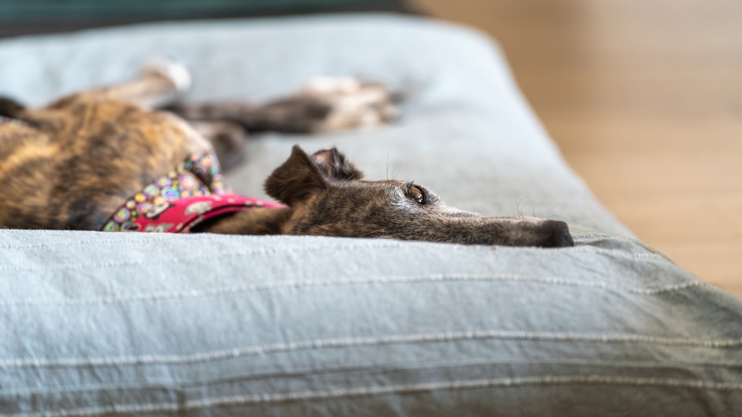 Pet Plan Insurance: How to Compare Cover, Costs, and Exclusions