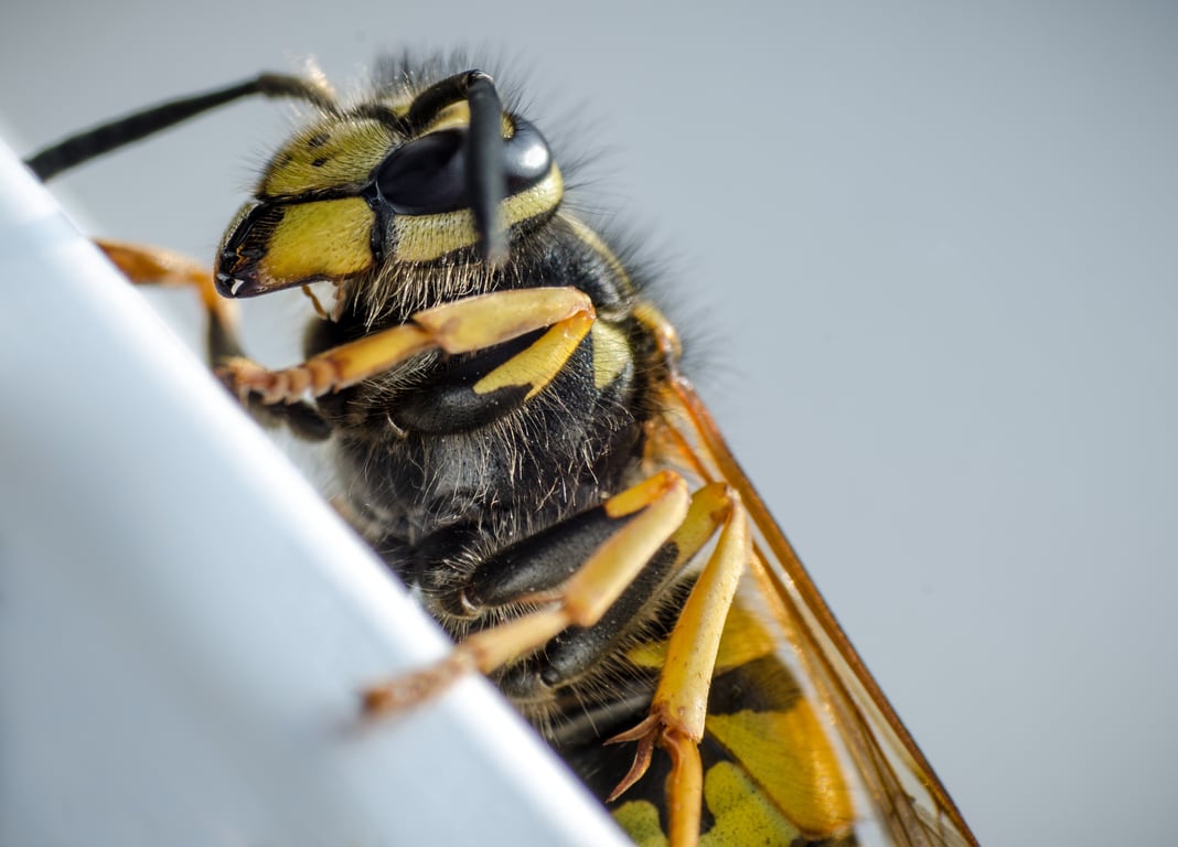 insect identification close-up