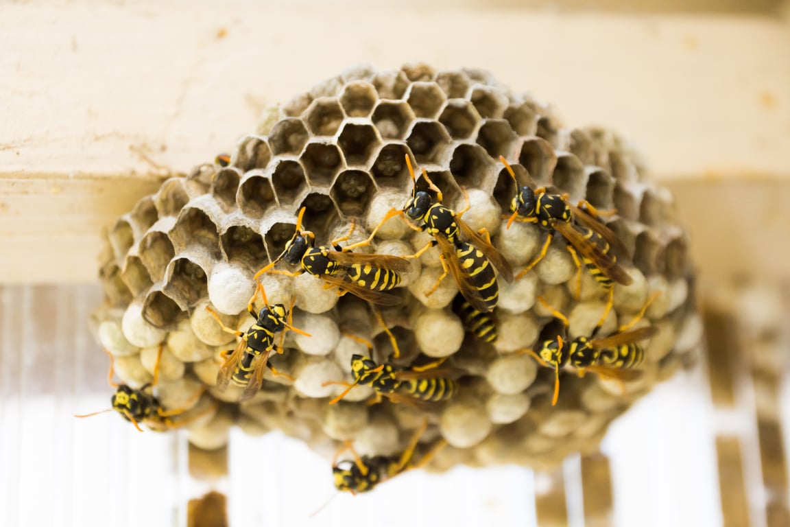 wasp nest under eaves