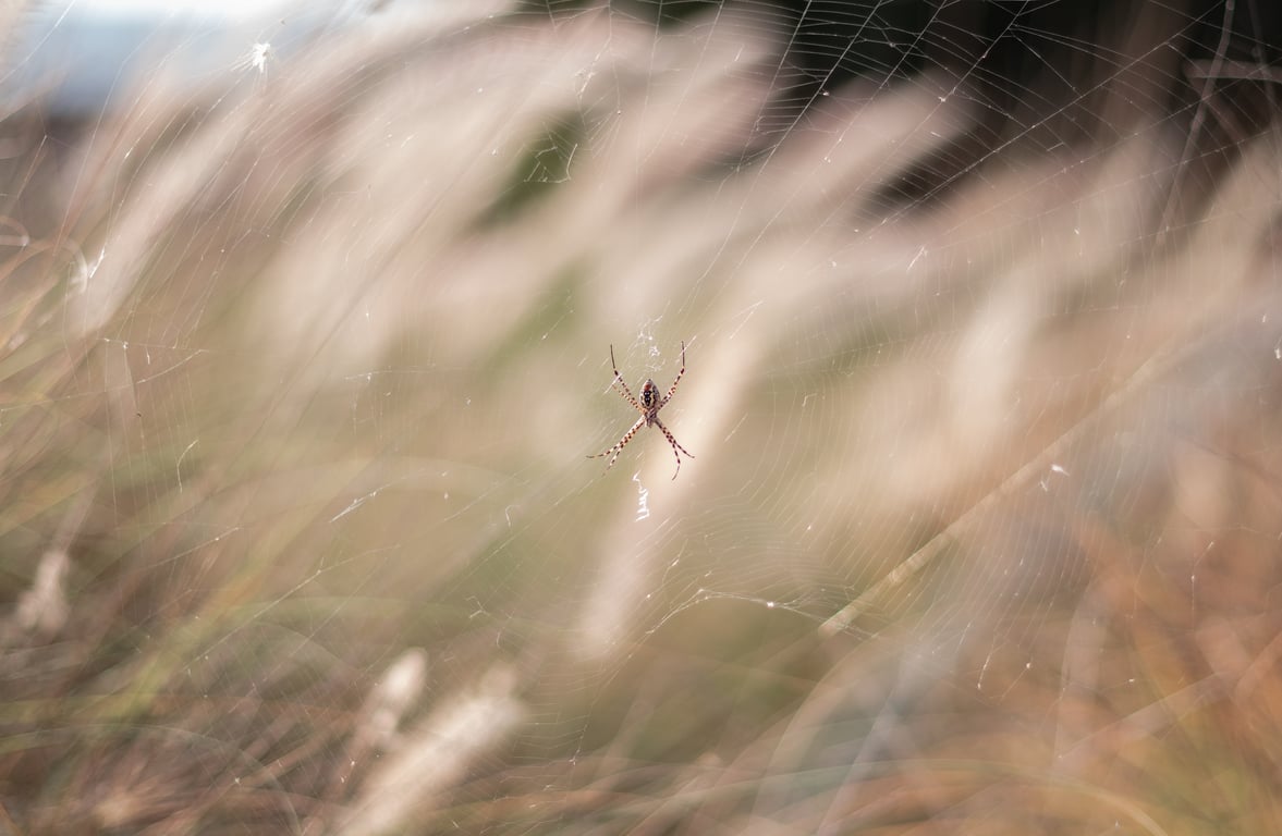 spider web in attic