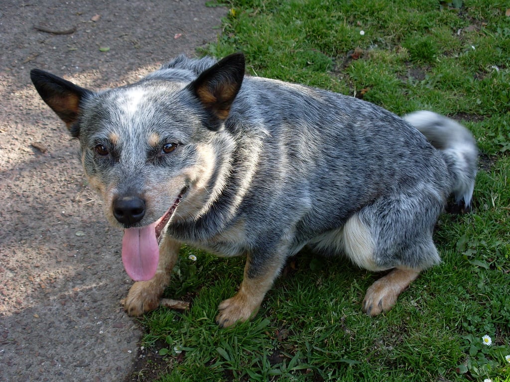 veterinarian examining dog