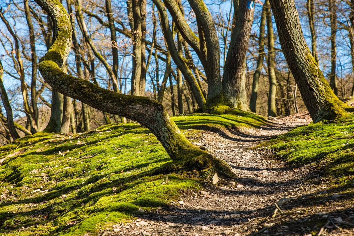 muddy forest hiking trail