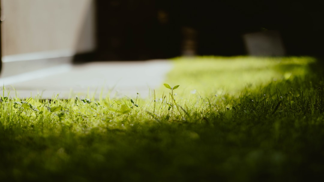 Sod Installation: The Homeowner’s Guide to a Healthy, Lasting Lawn