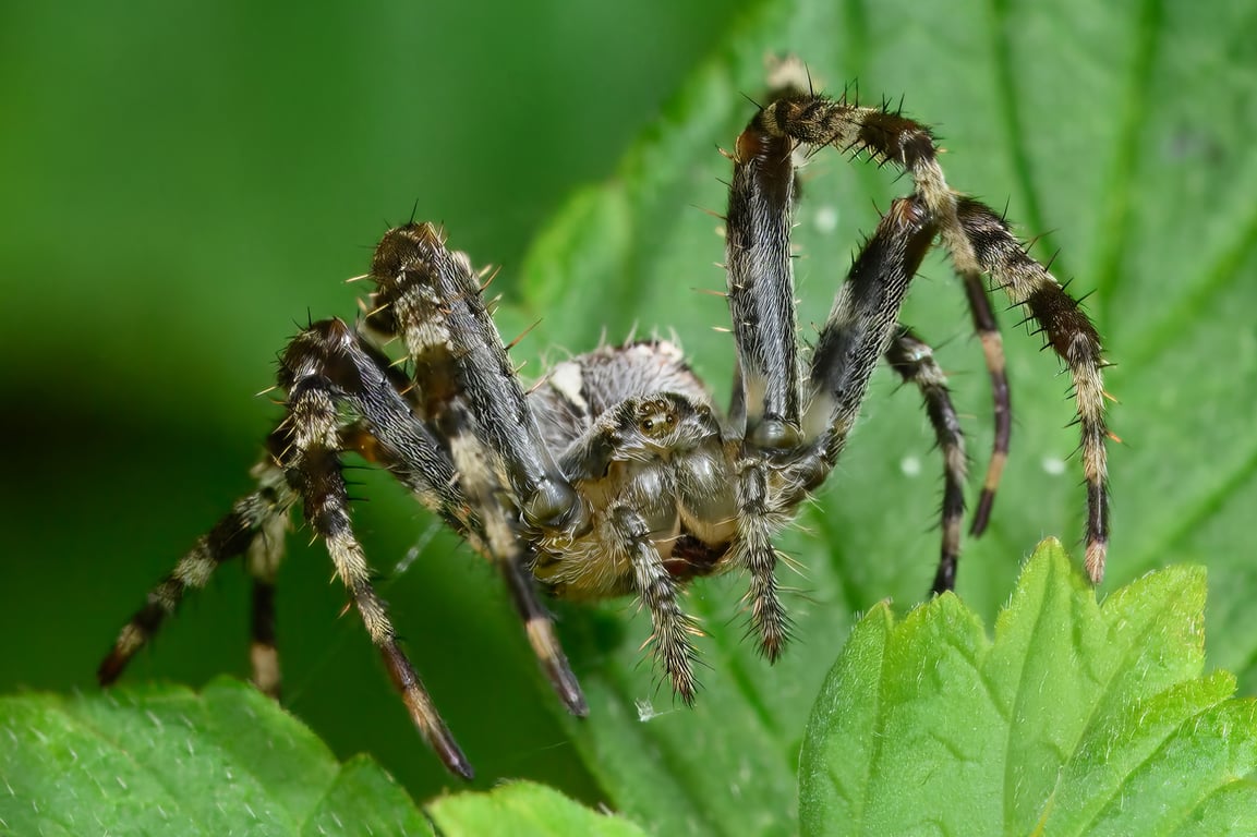 spider close-up hairy legs