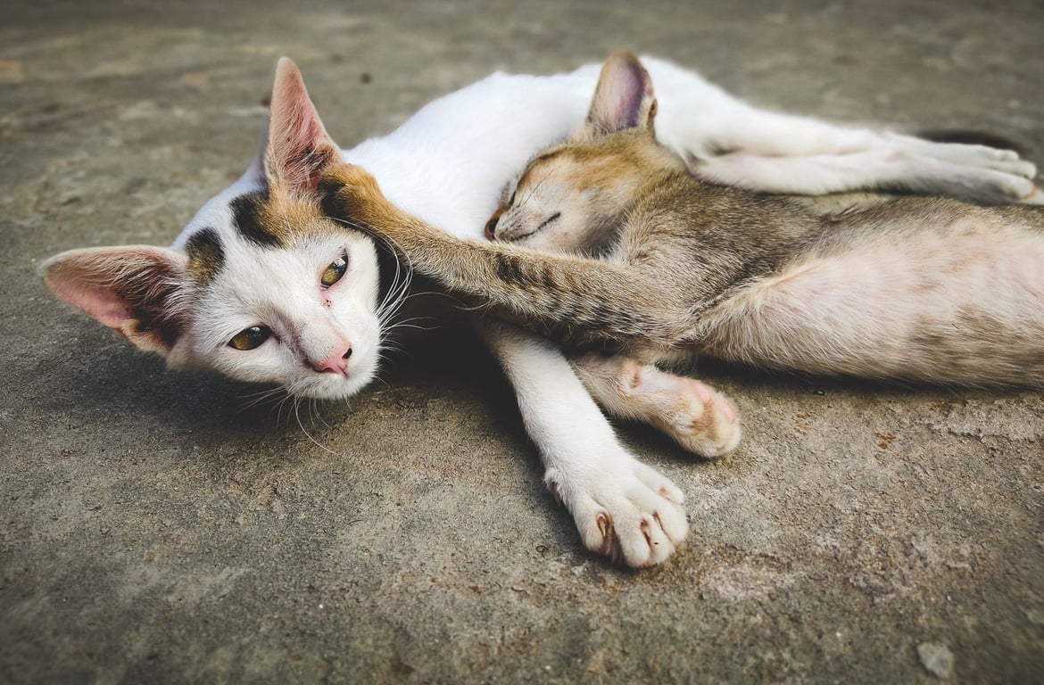 Hill’s Prescription Diet Cat Food: Choosing the Right Formula for Your Cat’s Needs