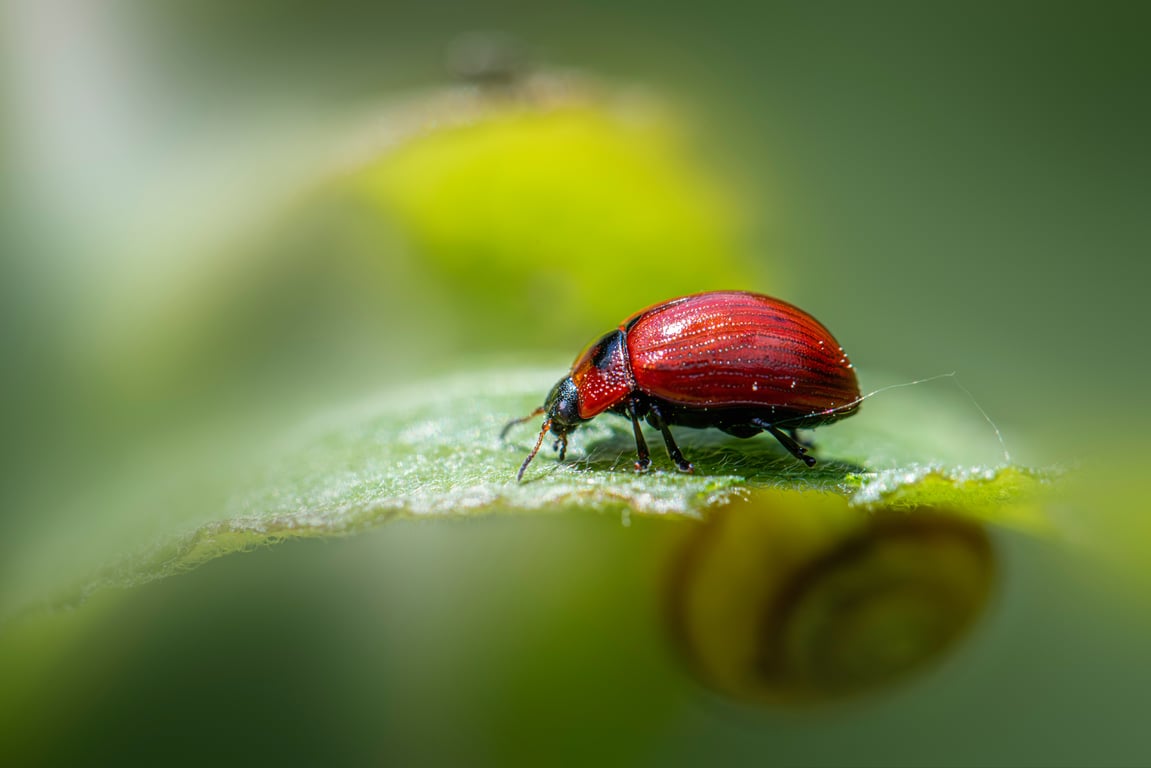 home pest inspection