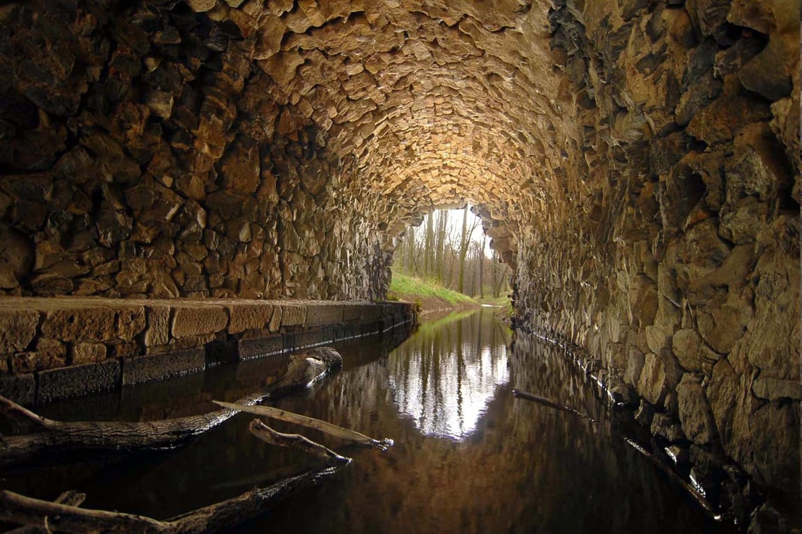 tree roots sewer pipe